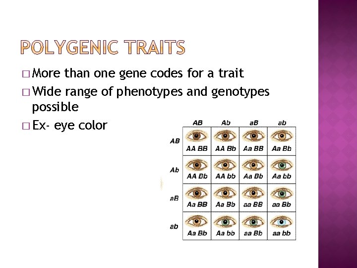 � More than one gene codes for a trait � Wide range of phenotypes