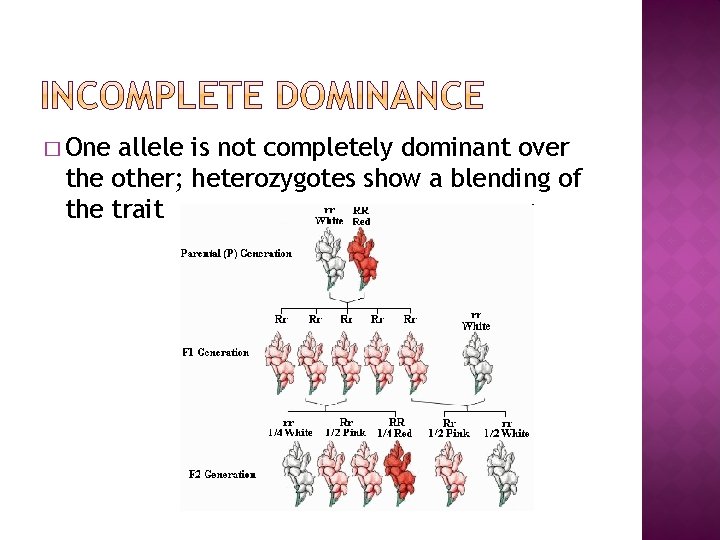 � One allele is not completely dominant over the other; heterozygotes show a blending