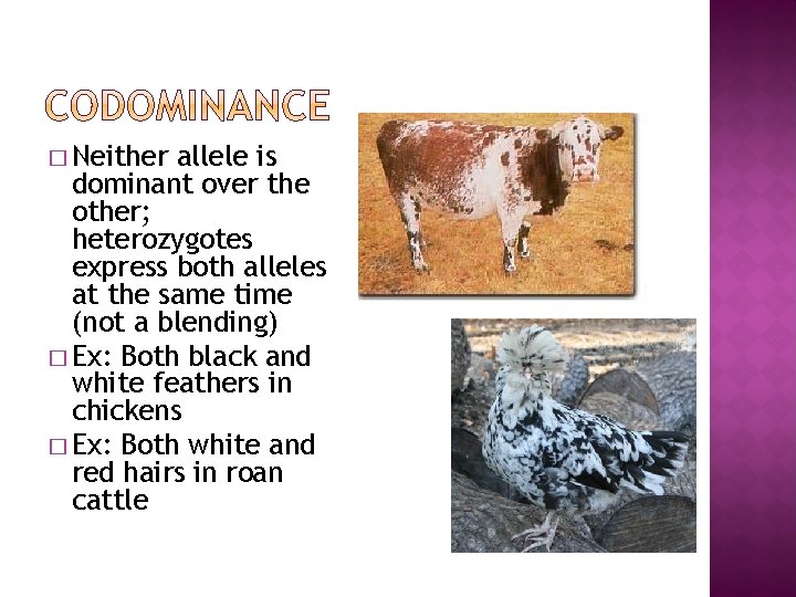 � Neither allele is dominant over the other; heterozygotes express both alleles at the