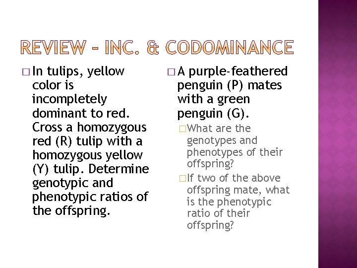 � In tulips, yellow color is incompletely dominant to red. Cross a homozygous red