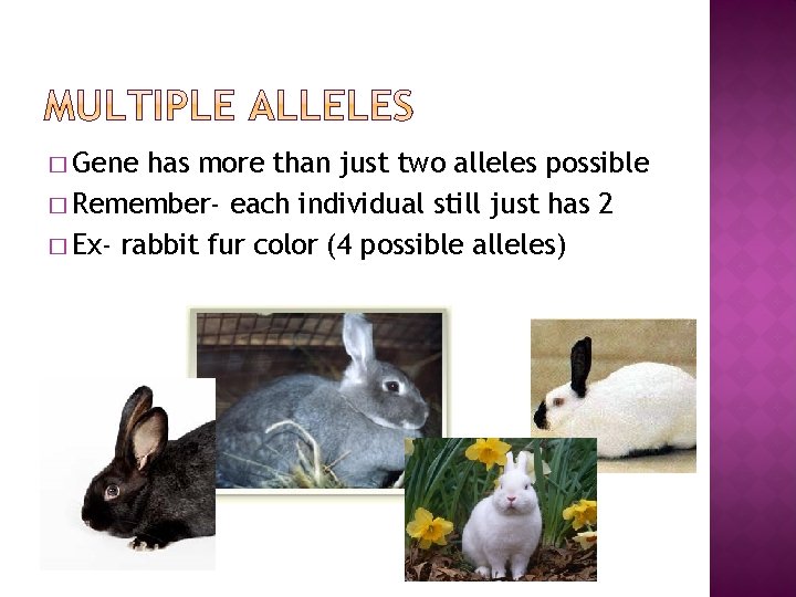 � Gene has more than just two alleles possible � Remember- each individual still