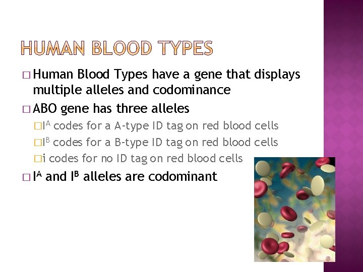 � Human Blood Types have a gene that displays multiple alleles and codominance �