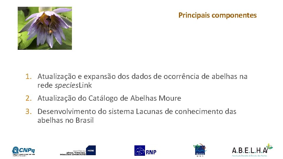 Principais componentes 1. Atualização e expansão dos dados de ocorrência de abelhas na rede