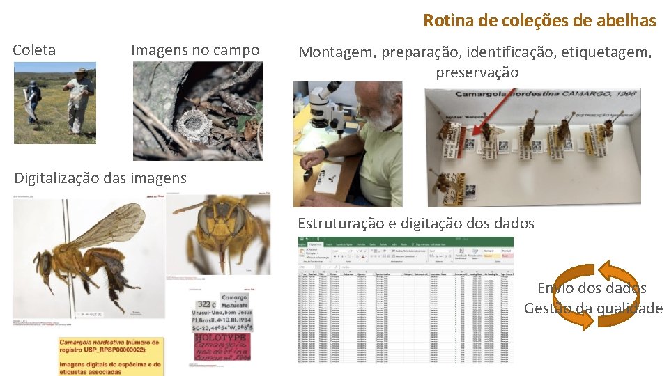 Rotina de coleções de abelhas Coleta Imagens no campo Montagem, preparação, identificação, etiquetagem, preservação