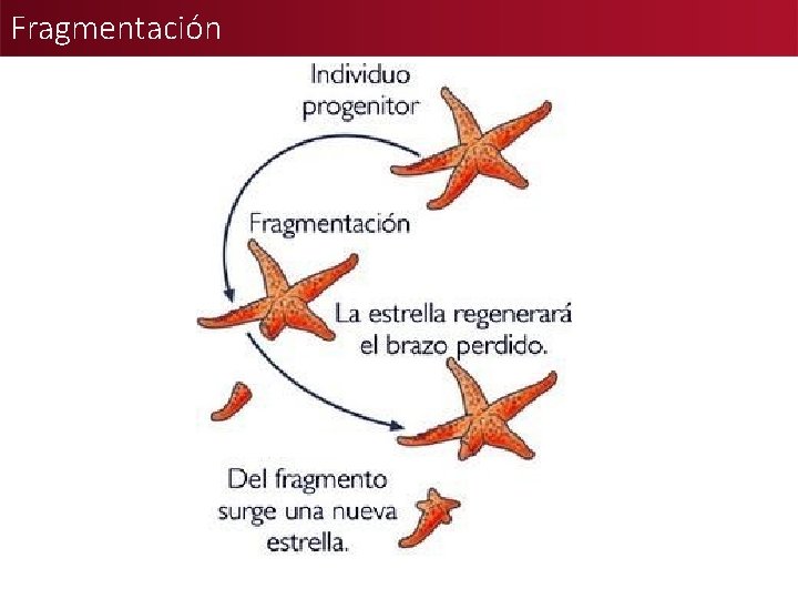 Fragmentación 