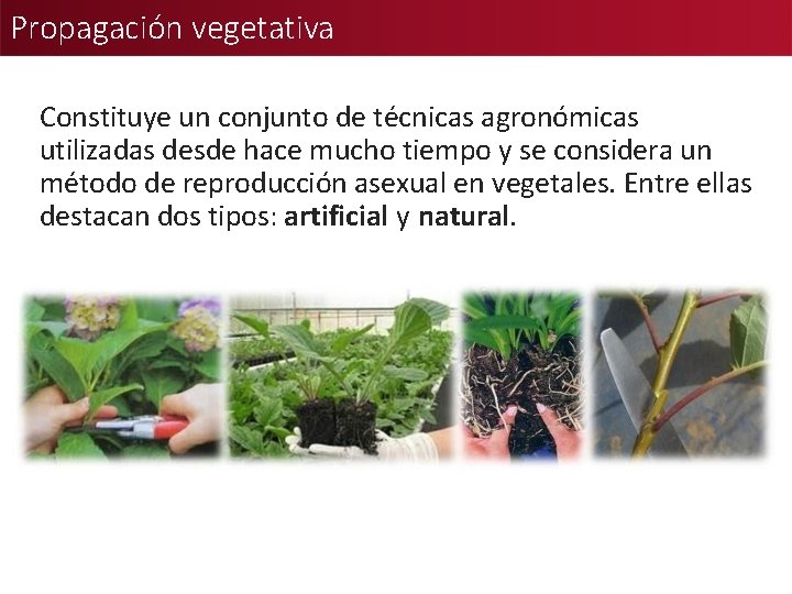 Propagación vegetativa Constituye un conjunto de técnicas agronómicas utilizadas desde hace mucho tiempo y