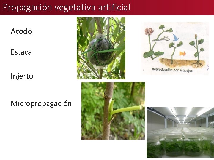 Propagación vegetativa artificial Acodo Estaca Injerto Micropropagación 