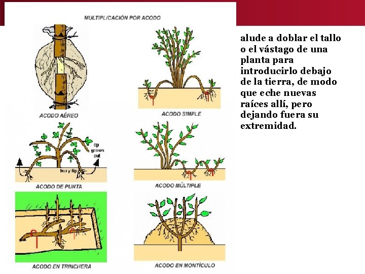 alude a doblar el tallo o el vástago de una planta para introducirlo debajo