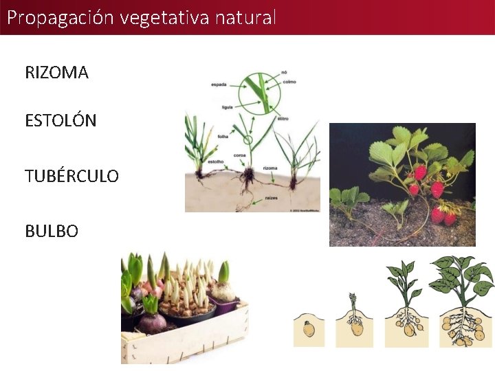 Propagación vegetativa natural RIZOMA ESTOLÓN TUBÉRCULO BULBO 