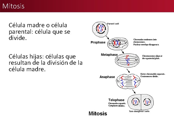 Mitosis Célula madre o célula parental: célula que se divide. Células hijas: células que