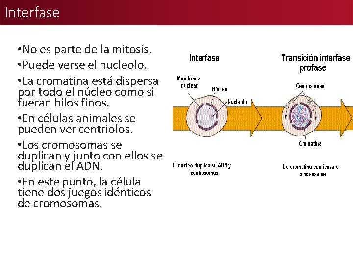 Interfase • No es parte de la mitosis. • Puede verse el nucleolo. •