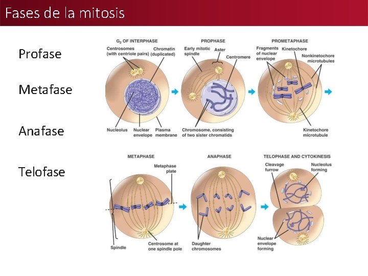 Fases de la mitosis Profase Metafase Anafase Telofase 