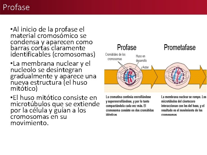 Profase • Al inicio de la profase el material cromosómico se condensa y aparecen