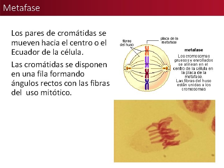 Metafase Los pares de cromátidas se mueven hacia el centro o el Ecuador de