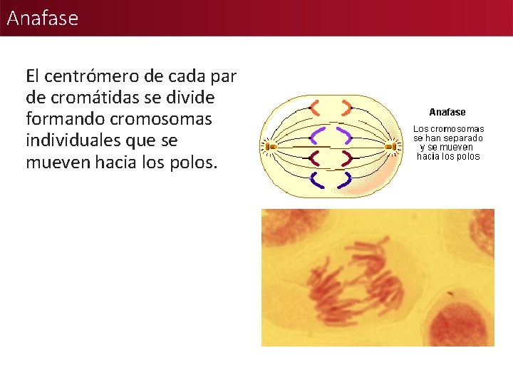 Anafase El centrómero de cada par de cromátidas se divide formando cromosomas individuales que