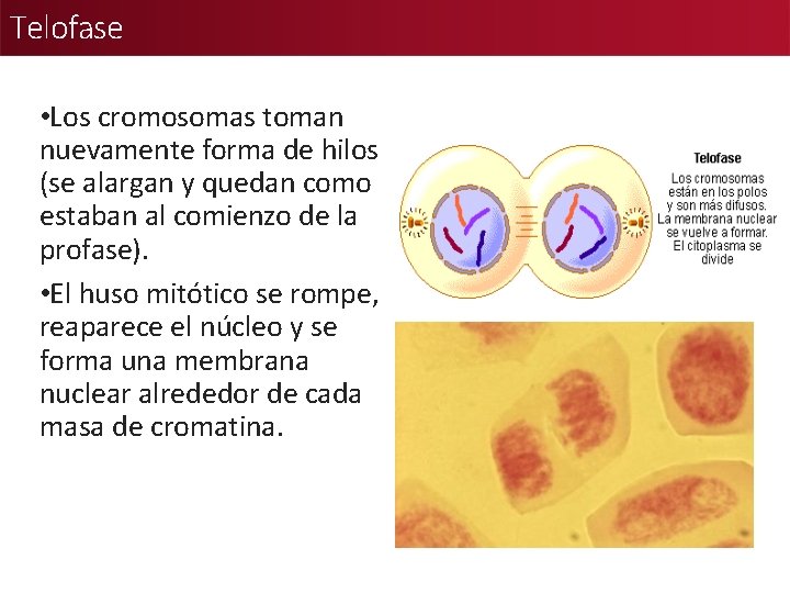 Telofase • Los cromosomas toman nuevamente forma de hilos (se alargan y quedan como