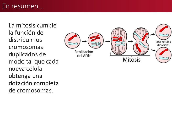 En resumen… La mitosis cumple la función de distribuir los cromosomas duplicados de modo