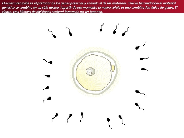 El espermatozoide es el portador de los genes paternos y el óvulo el de