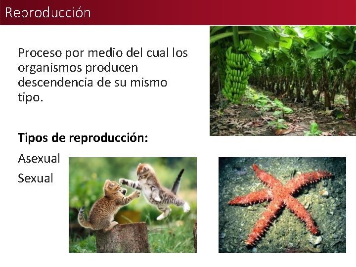 Reproducción Proceso por medio del cual los organismos producen descendencia de su mismo tipo.