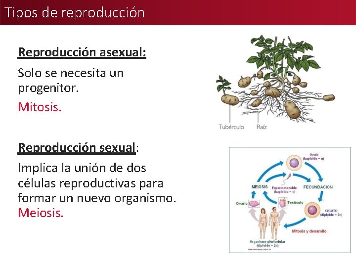 Tipos de reproducción Reproducción asexual: Solo se necesita un progenitor. Mitosis. Reproducción sexual: Implica