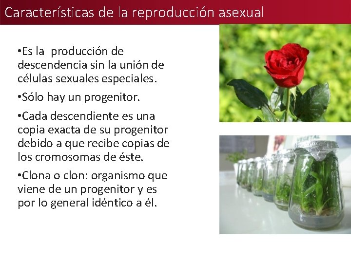 Características de la reproducción asexual • Es la producción de descendencia sin la unión