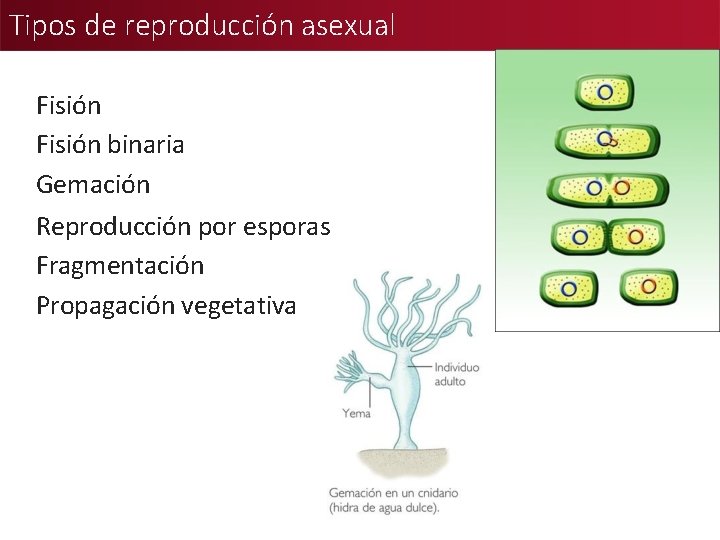 Tipos de reproducción asexual Fisión binaria Gemación Reproducción por esporas Fragmentación Propagación vegetativa 