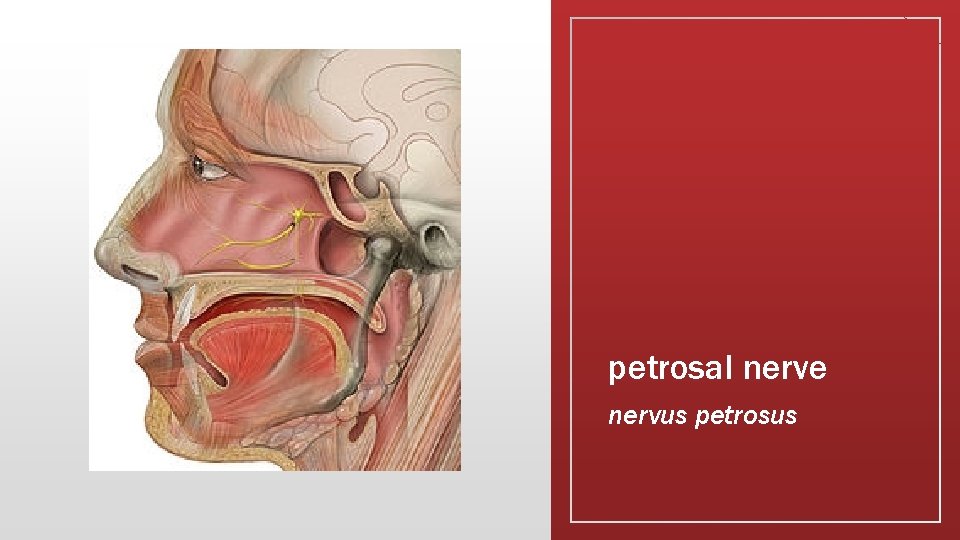 petrosal nerve nervus petrosus 