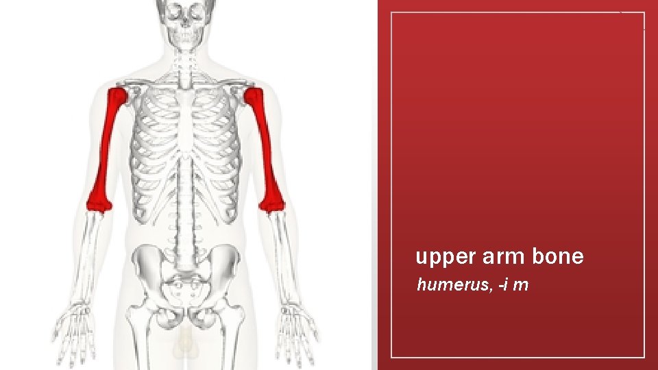 upper arm bone humerus, -i m 