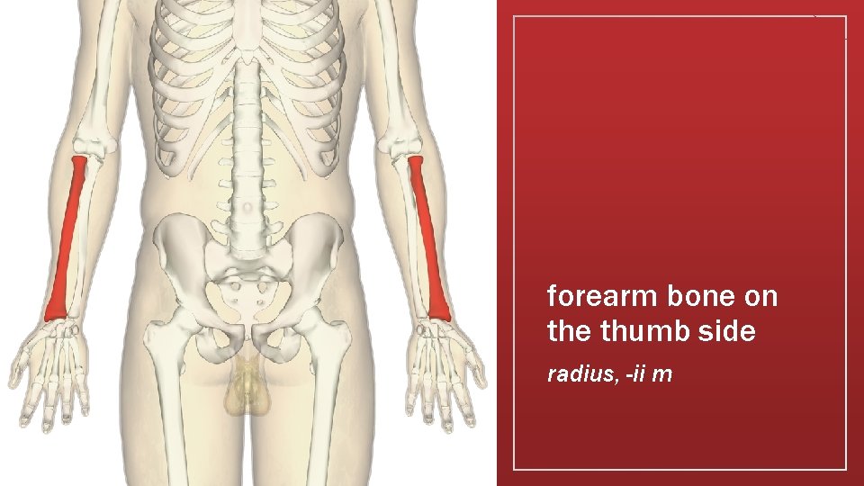forearm bone on the thumb side radius, -ii m 