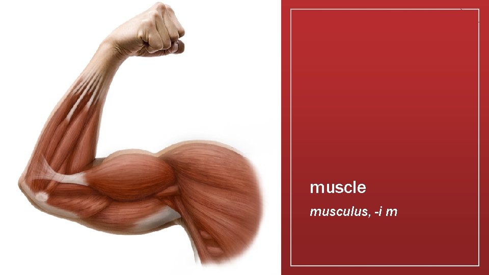 muscle musculus, -i m 