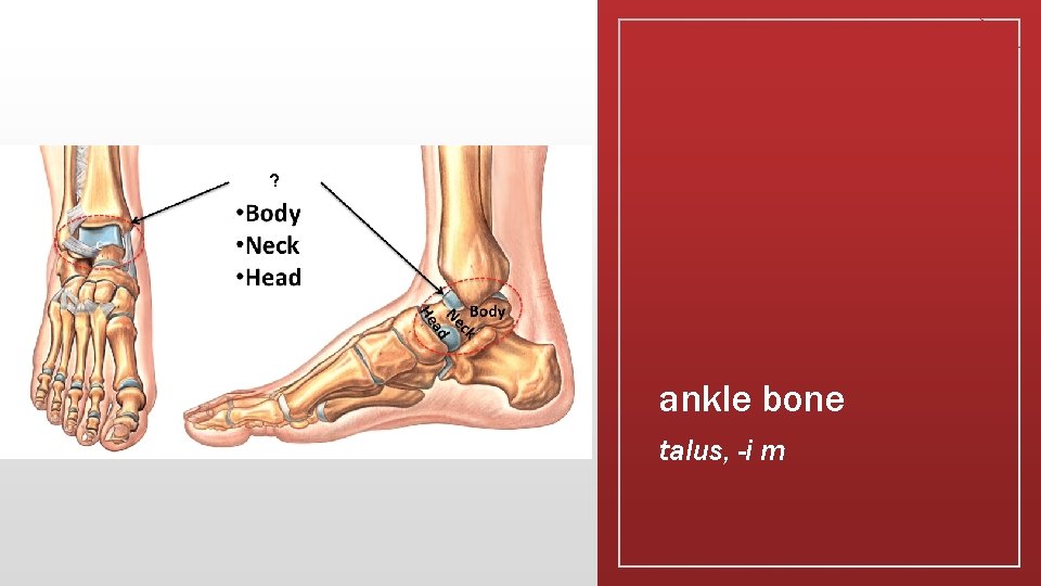 ? ankle bone talus, -i m 