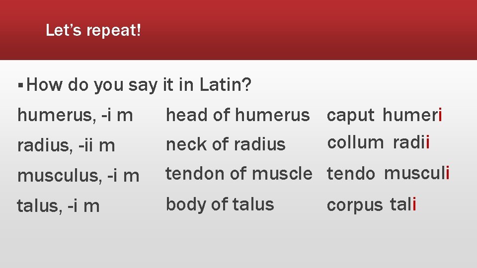 Let’s repeat! § How do you say it in Latin? humerus, -i m musculus,
