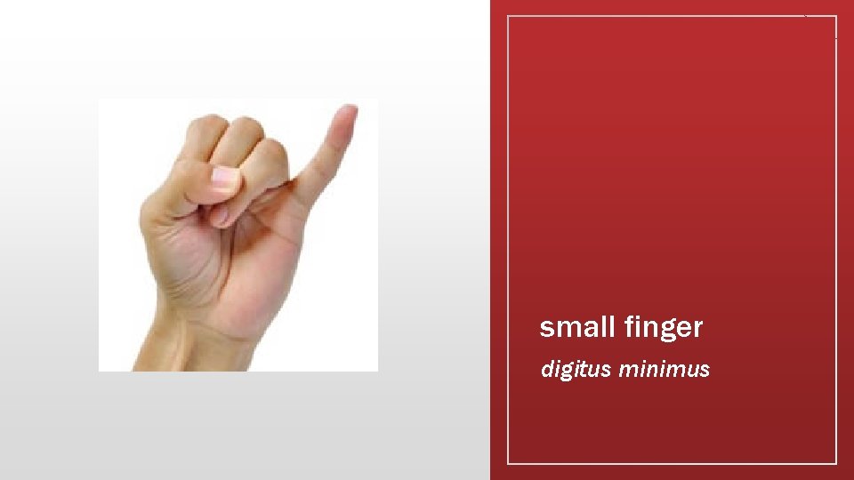 small finger digitus minimus 