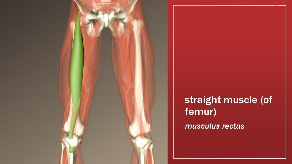 straight muscle (of femur) musculus rectus 