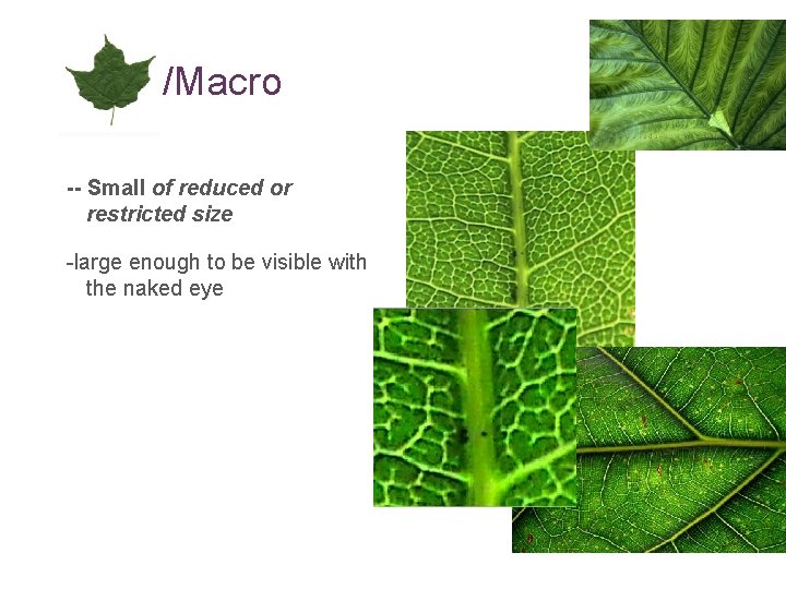 Micro/Macro -- Small of reduced or restricted size -large enough to be visible with