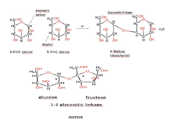 sucrose 