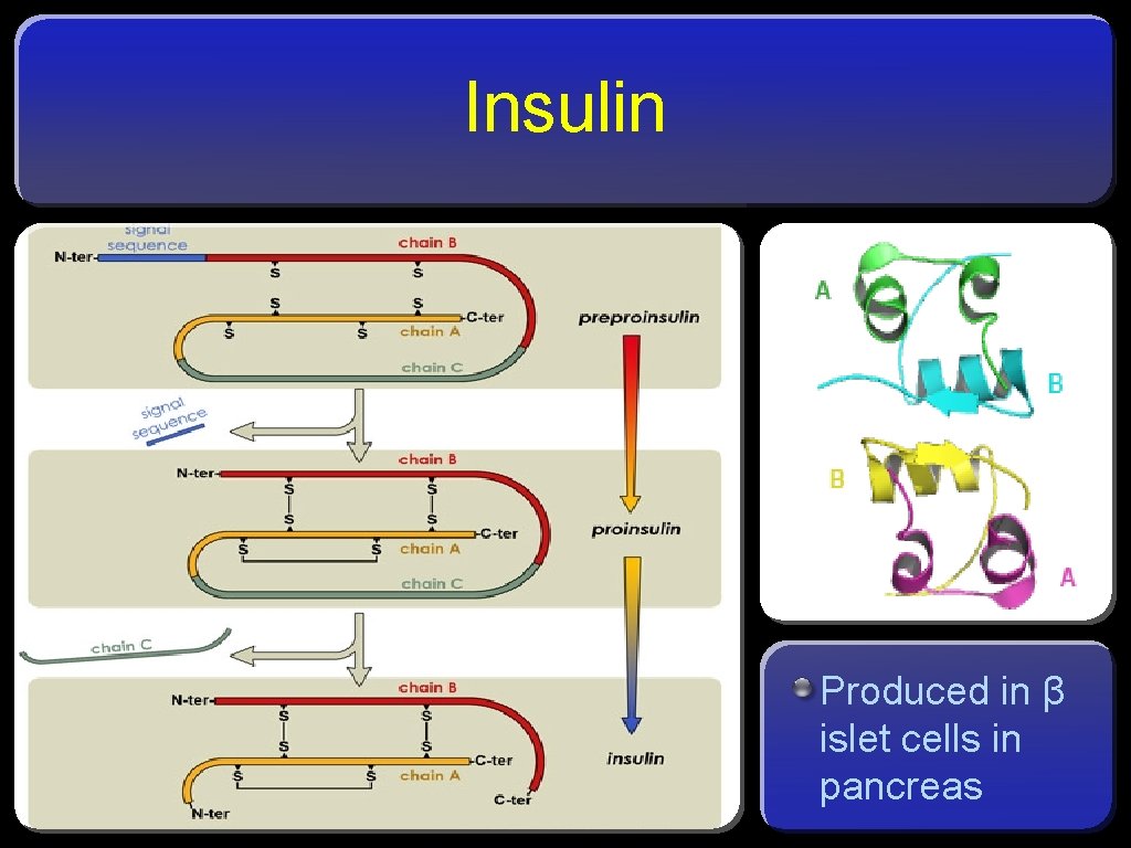 Insulin Produced in β islet cells in pancreas 