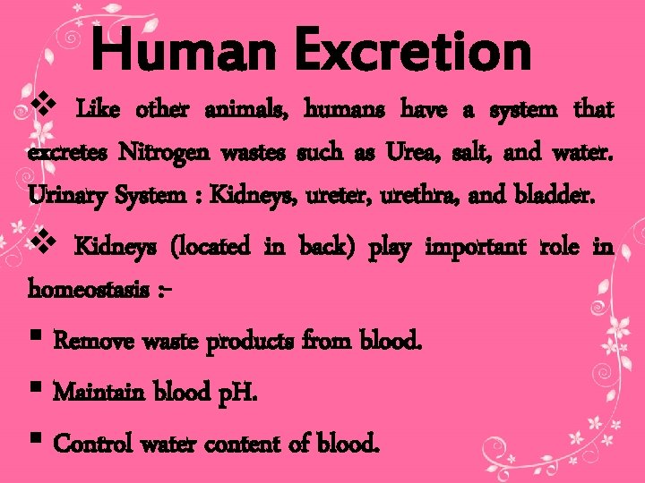 Human Excretion v Like other animals, humans have a system that excretes Nitrogen wastes