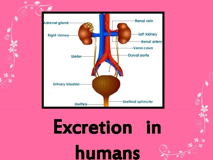 Excretion in humans 