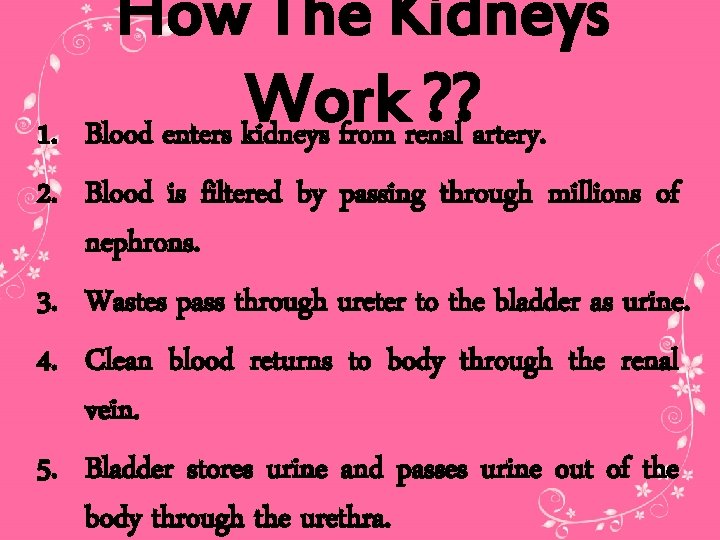 How The Kidneys Work ? ? Blood enters kidneys from renal artery. 1. 2.