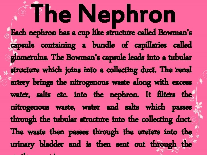 The Nephron Each nephron has a cup like structure called Bowman’s capsule containing a