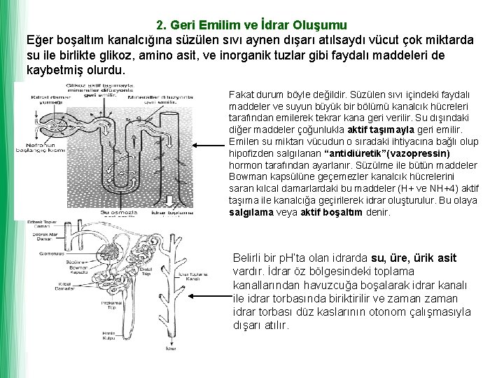 2. Geri Emilim ve İdrar Oluşumu Eğer boşaltım kanalcığına süzülen sıvı aynen dışarı atılsaydı