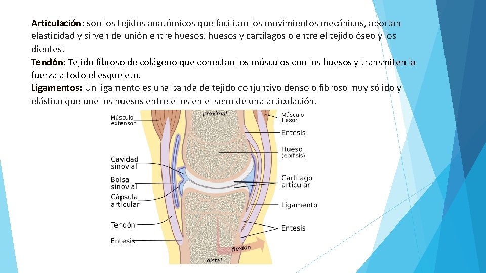 Articulación: son los tejidos anatómicos que facilitan los movimientos mecánicos, aportan elasticidad y sirven