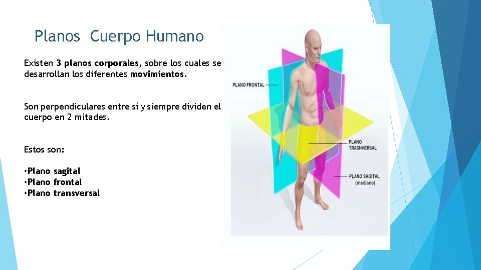 Planos Cuerpo Humano Existen 3 planos corporales, sobre los cuales se desarrollan los diferentes