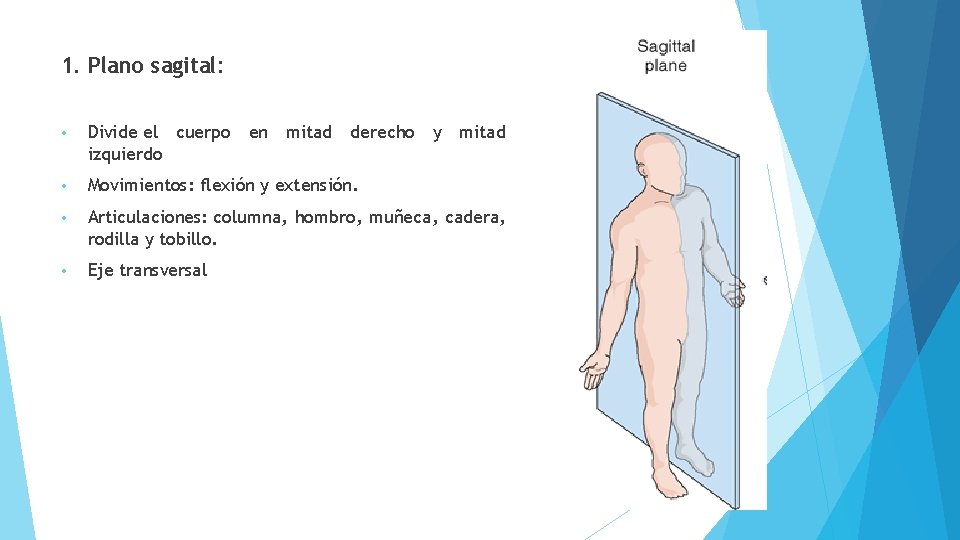 1. Plano sagital: • Divide el cuerpo en mitad derecho y mitad izquierdo •