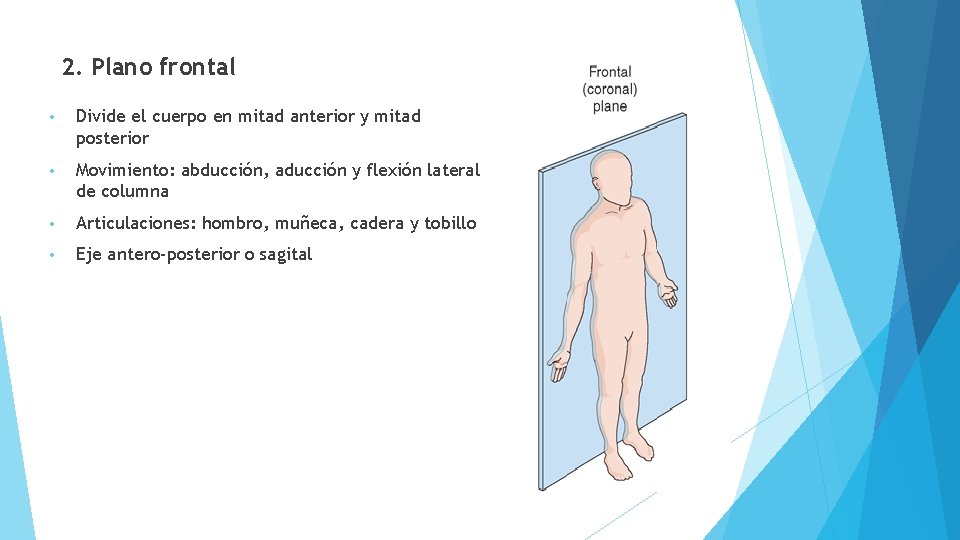 2. Plano frontal • Divide el cuerpo en mitad anterior y mitad posterior •