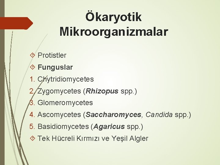 Ökaryotik Mikroorganizmalar Protistler Funguslar 1. Chytridiomycetes 2. Zygomycetes (Rhizopus spp. ) 3. Glomeromycetes 4.