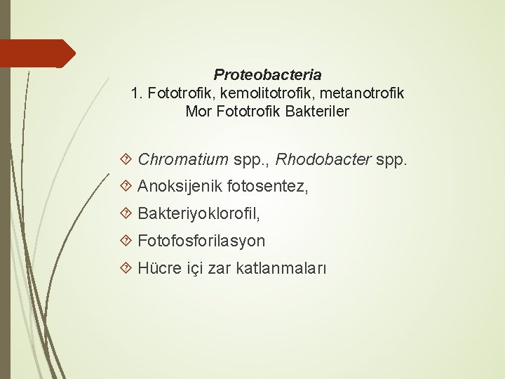 Proteobacteria 1. Fototrofik, kemolitotrofik, metanotrofik Mor Fototrofik Bakteriler Chromatium spp. , Rhodobacter spp. Anoksijenik