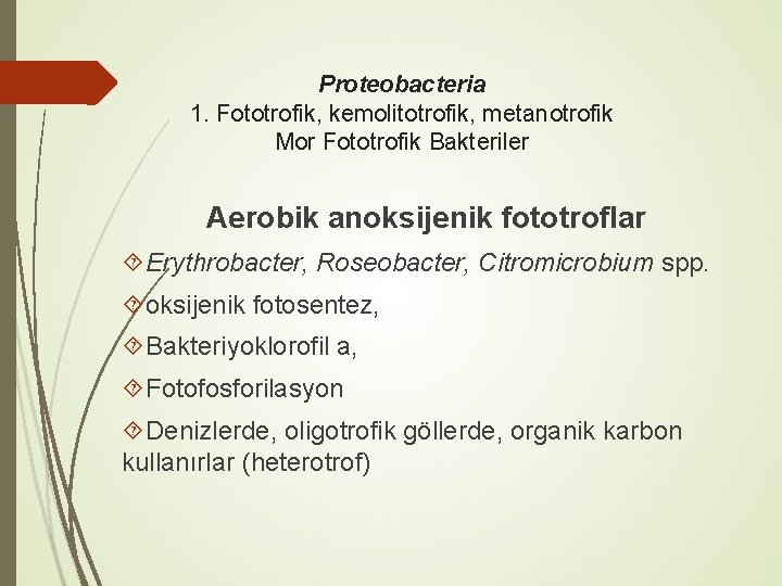 Proteobacteria 1. Fototrofik, kemolitotrofik, metanotrofik Mor Fototrofik Bakteriler Aerobik anoksijenik fototroflar Erythrobacter, Roseobacter, Citromicrobium