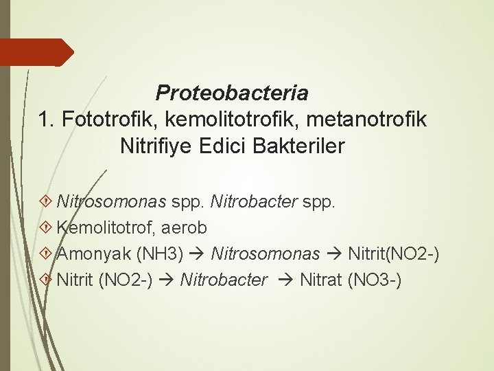 Proteobacteria 1. Fototrofik, kemolitotrofik, metanotrofik Nitrifiye Edici Bakteriler Nitrosomonas spp. Nitrobacter spp. Kemolitotrof, aerob